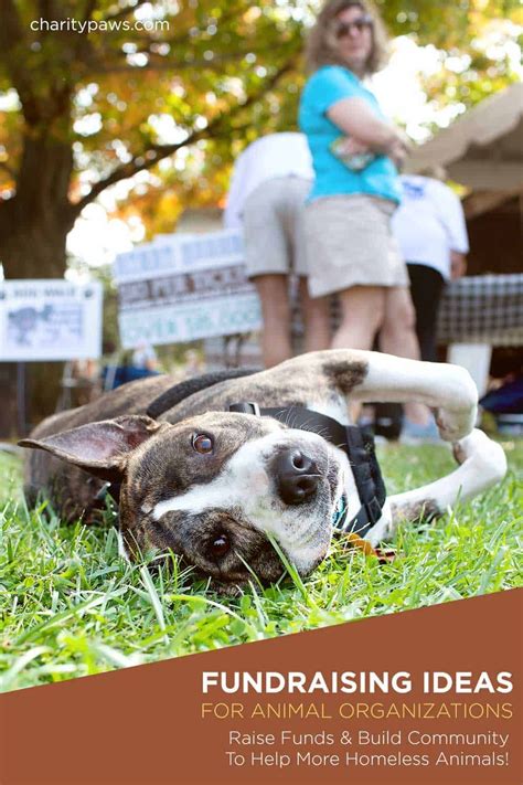 animal shelter fundraiser ideas|55+ Fundraising Ideas For Nonprofits & Animal Rescues.